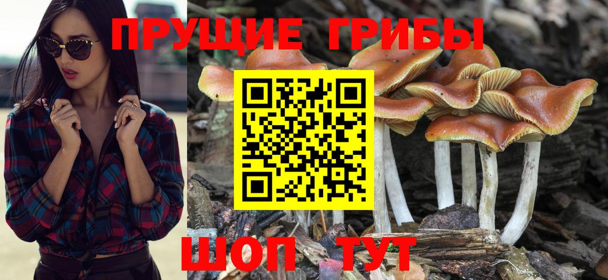 Псилоцибиновые грибы прущие грибы Владивосток